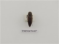 藏品(叩頭蟲(1))的圖片